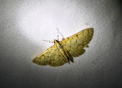 Polygrammodes flavidalis