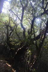 Griselinia littoralis