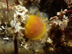 Doriopsilla gemela