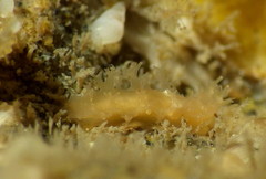 Tritonicula myrakeenae