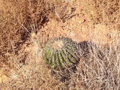 Ferocactus viridescens