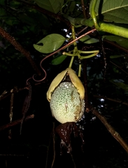 Passiflora riparia