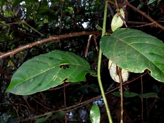 Passiflora riparia