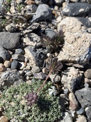 Eriogonum villiflorum