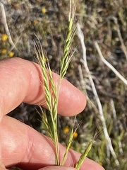 Festuca microstachys
