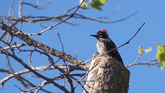 Dryobates nuttallii