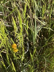 Festuca microstachys