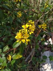Galphimia glauca