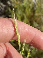 Festuca microstachys