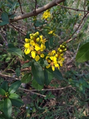 Galphimia glauca