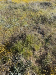 Festuca microstachys