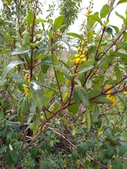 Galphimia glauca