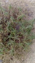 Barkleyanthus salicifolius