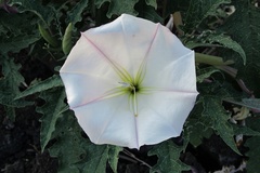 Datura ceratocaula