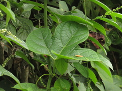 Angiospermae