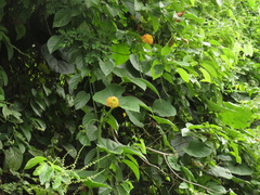 Angiospermae