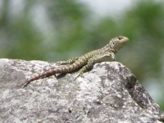 Stenocercus empetrus