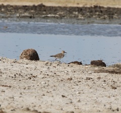 Charadrius asiaticus