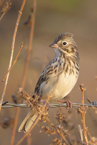 Vesper Sparrow