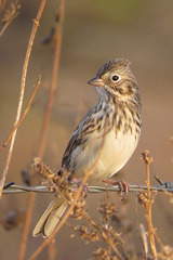Vesper Sparrow photo 6