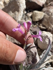 Penstemon confusus