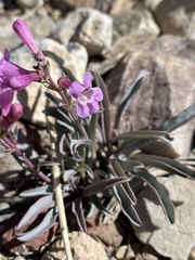 Penstemon confusus