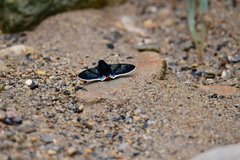 Amenis pionia picia