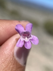 Penstemon confusus