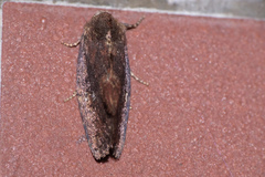 Elusa antennata