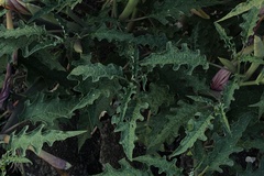 Datura ceratocaula
