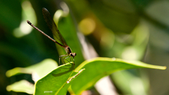 Hetaerina rosea