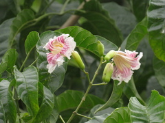 Angiospermae