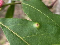 Phylloxera foveola