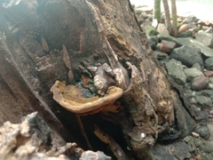 Agaricomycetes