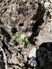 Collomia heterophylla