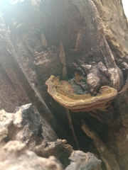 Agaricomycetes