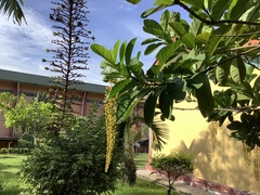 Lophanthera lactescens