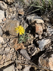 Malacothrix fendleri