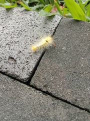 Lepidoptera