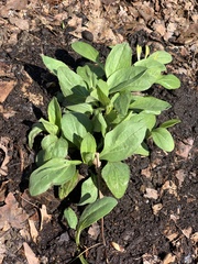 Helianthus anomalus