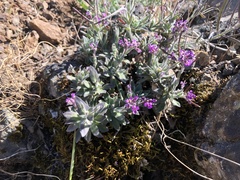 Boechera breweri breweri