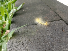 Lepidoptera