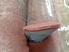 Ganoderma