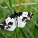 Western White-Ribboned Carpet - Photo (c) lyndas, some rights reserved (CC BY-NC)