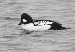 Bucephala clangula × islandica