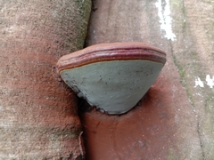 Ganoderma