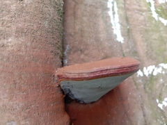 Ganoderma