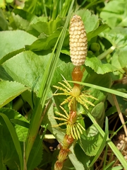 Equisetum sylvaticum