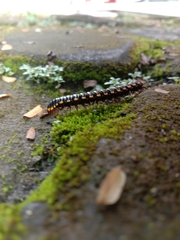 Asiomorpha
