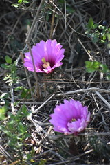 Echinocereus berlandieri